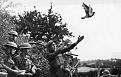 Click image for larger version

Name:	_80396958_83370222_getty_pigeon_flying_off.jpg
Views:	1176
Size:	60,8 KB
ID:	868442